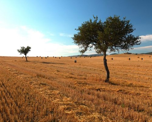2011_07_08_Toscana-Conte-Ugo_023b